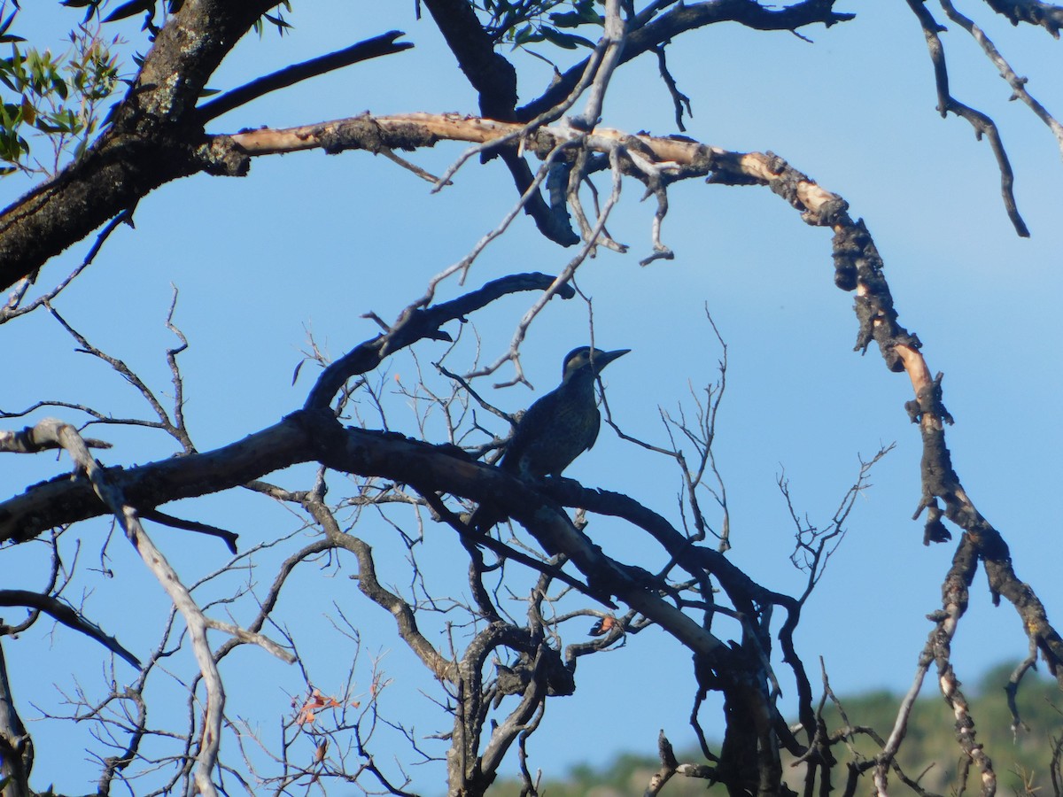 Green-barred Woodpecker - ML646974677