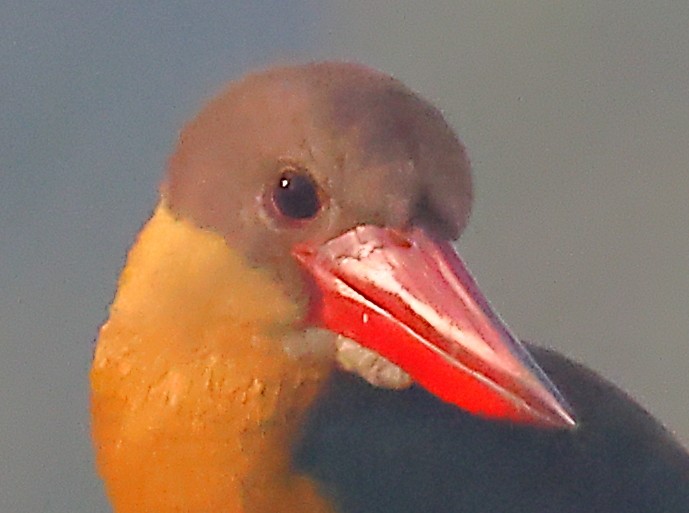 Stork-billed Kingfisher - ML646974683