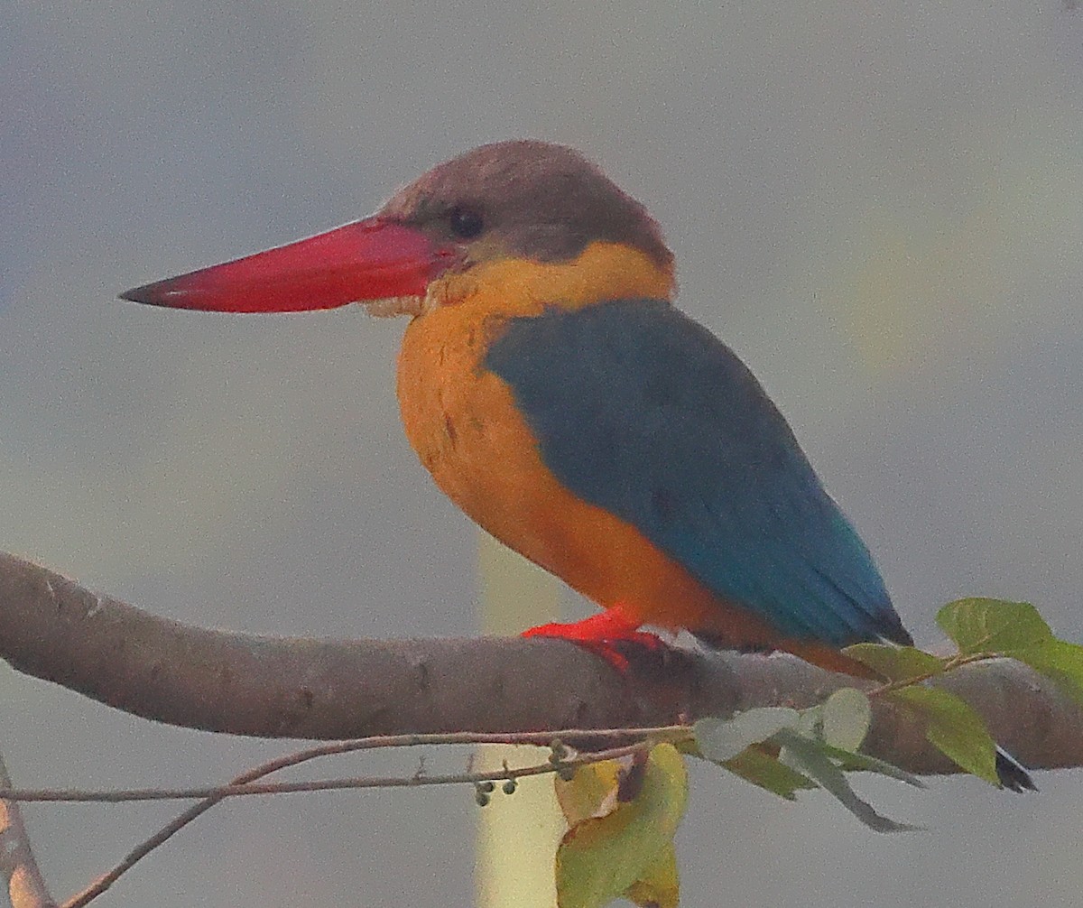 Stork-billed Kingfisher - ML646974685