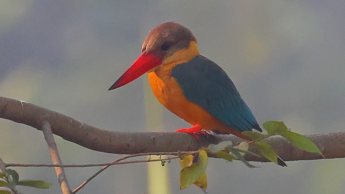 Stork-billed Kingfisher - ML646974686