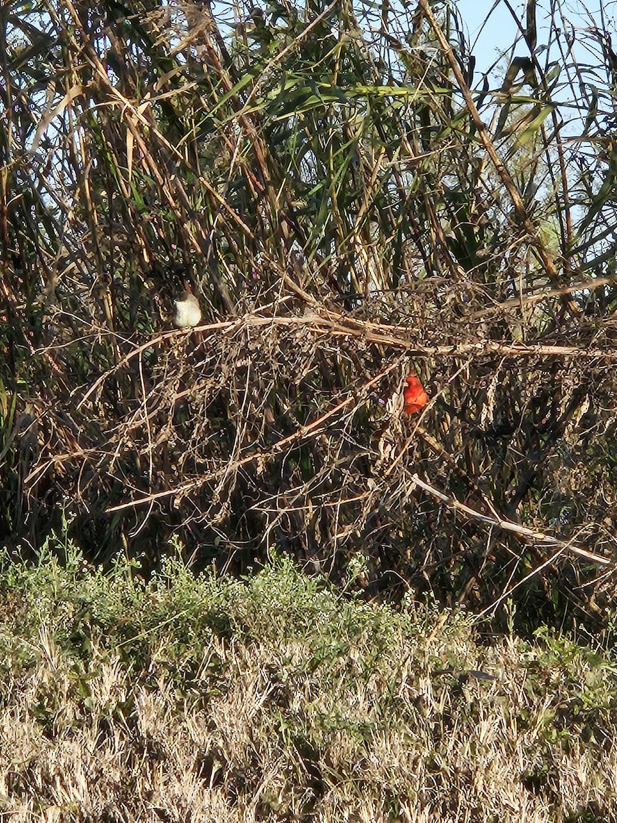 Northern Cardinal - ML646974689
