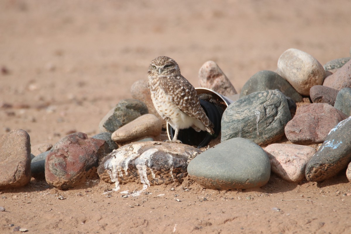 Сич американський - ML646974692