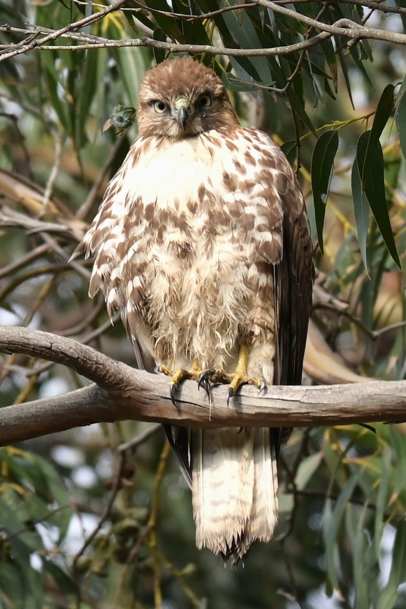 Red-tailed Hawk - ML646974693