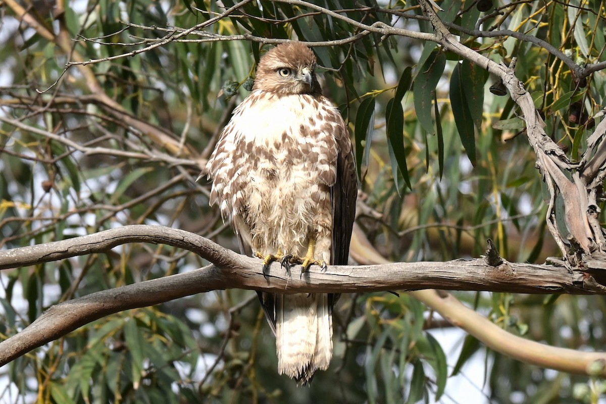 Red-tailed Hawk - ML646974694