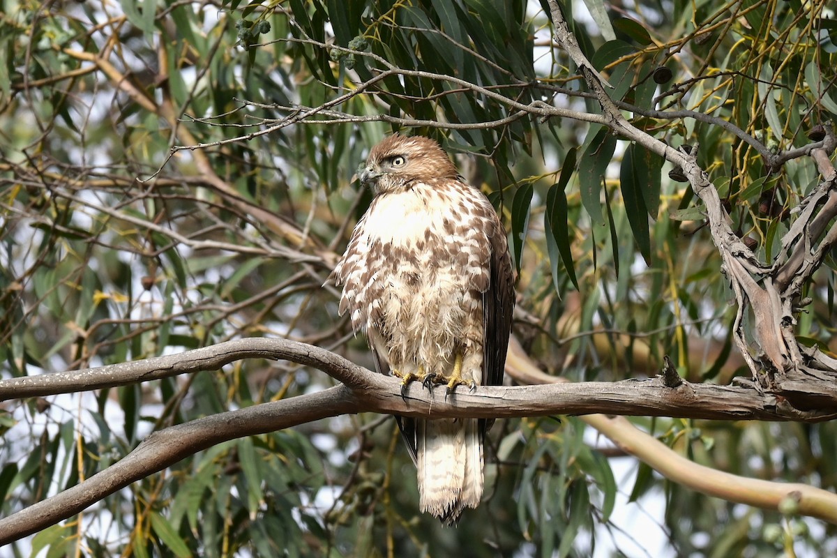 Red-tailed Hawk - ML646974695