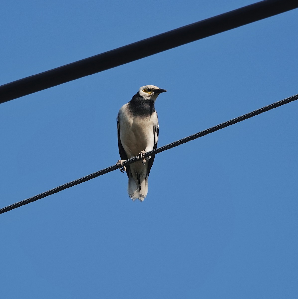 クビワムクドリ - ML646974711