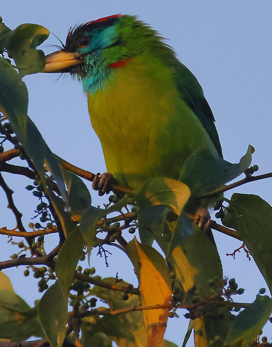 Blue-throated Barbet - ML646974712