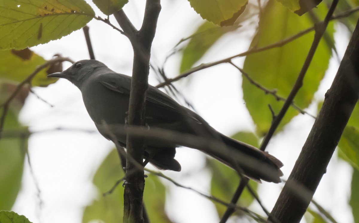 ימימן אמריקני - ML646974724