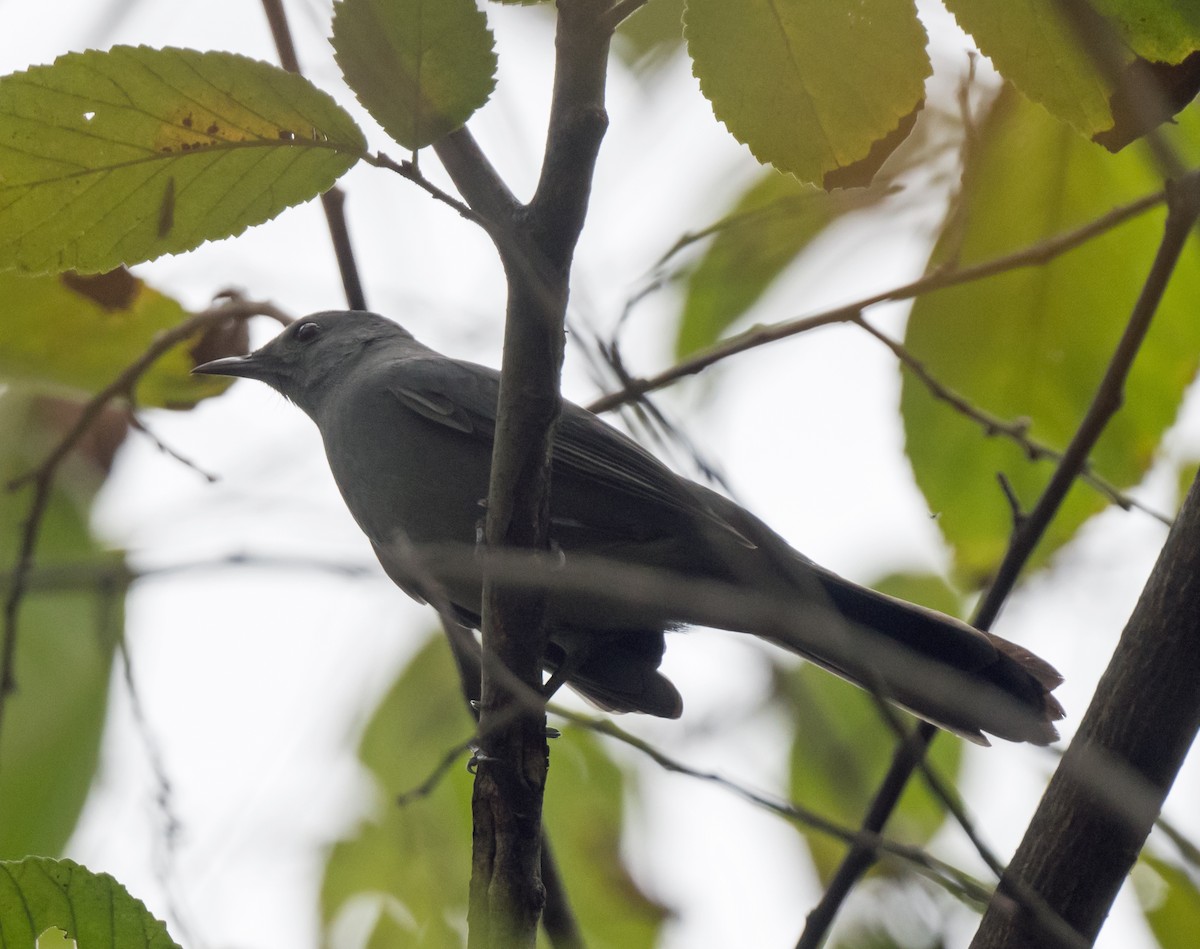 ימימן אמריקני - ML646974725