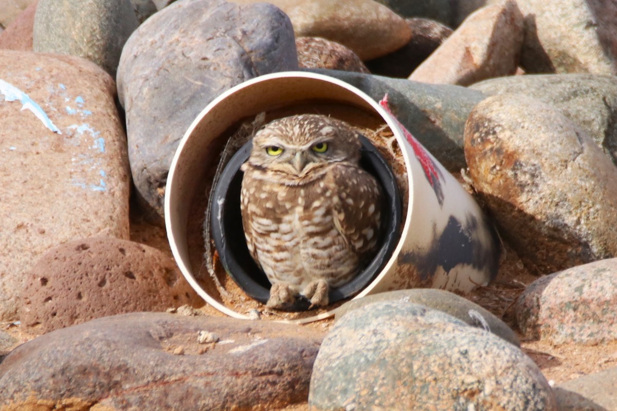 Сич американський - ML646974726