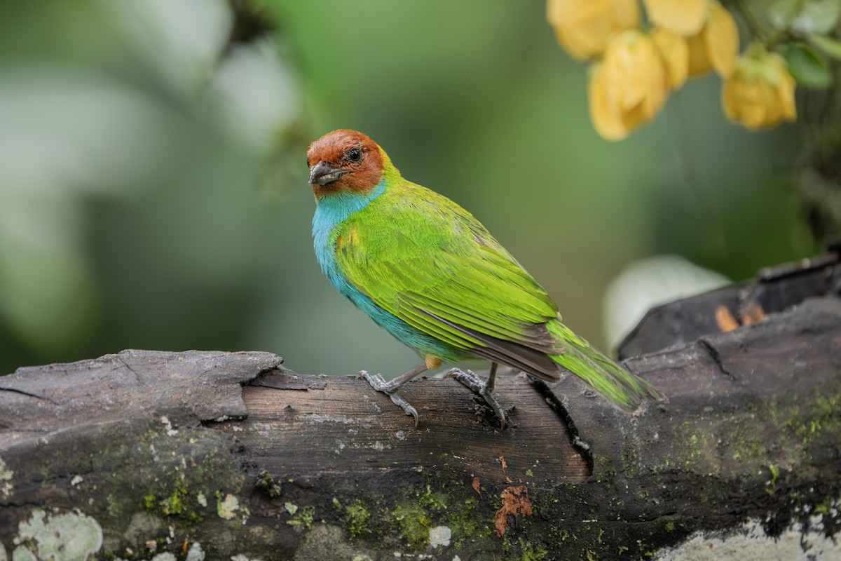 チャガシラフウキンチョウ（albertinae グループ） - ML646974728