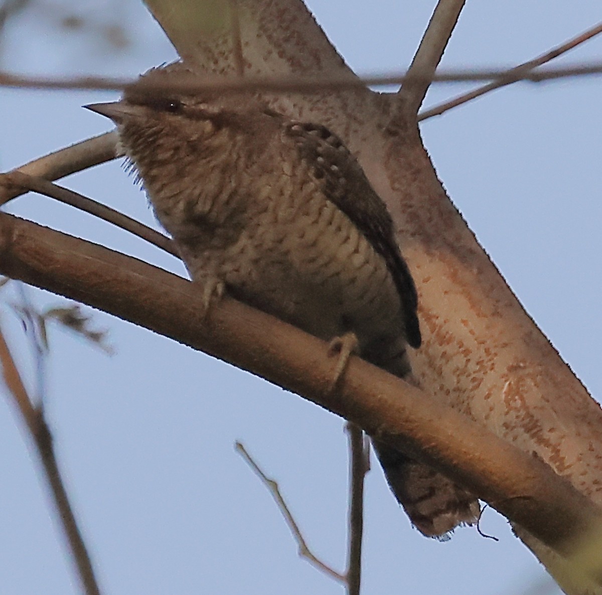 Eurasian Wryneck - ML646974735
