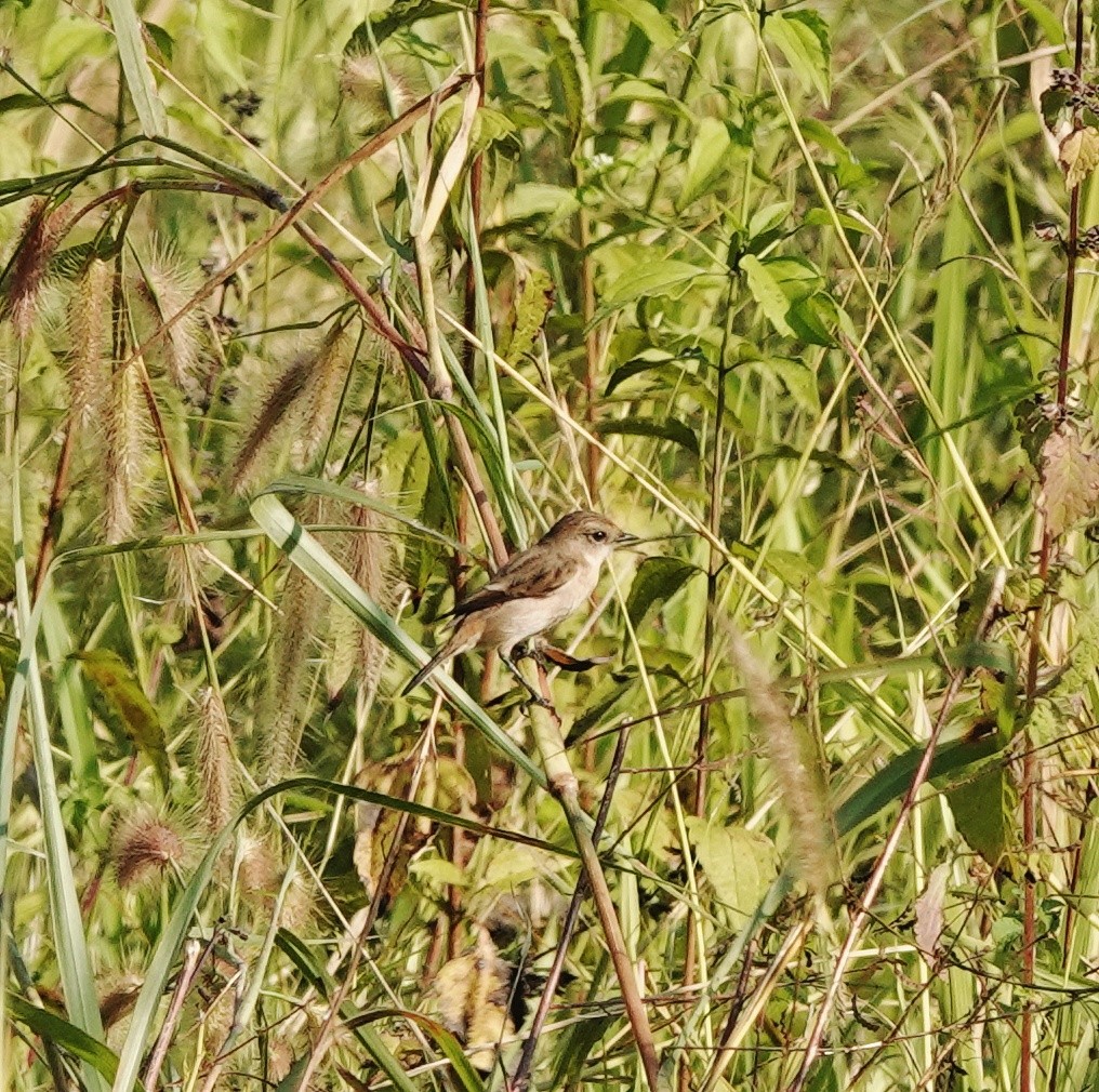 ノビタキ - ML646974737