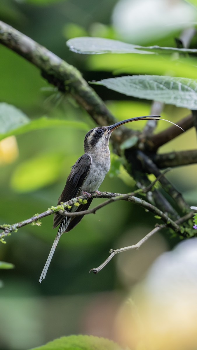 Long-billed Hermit - ML646974742