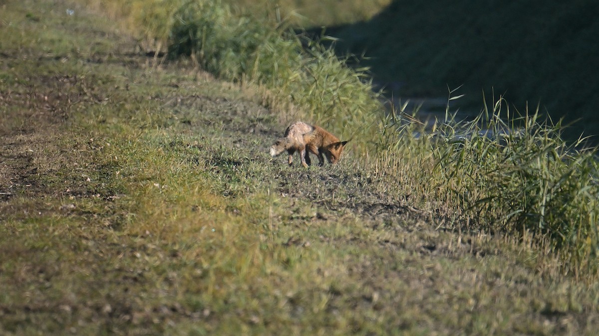 Animals - ML646974746