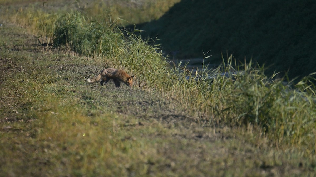 Animals - ML646974747