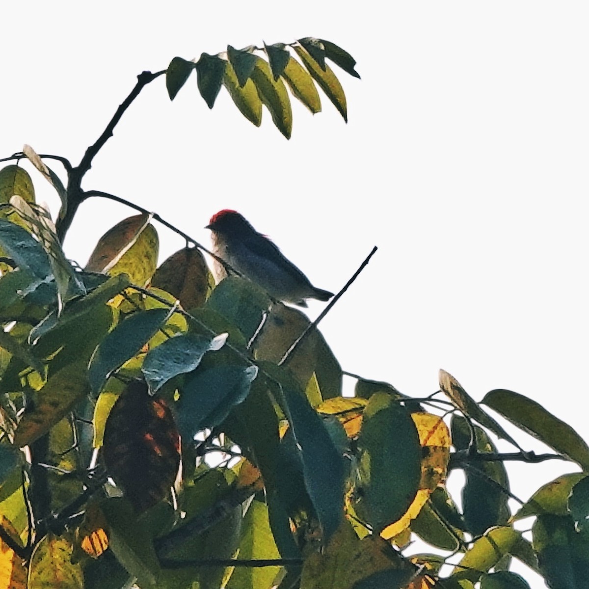 セアカハナドリ - ML646974748