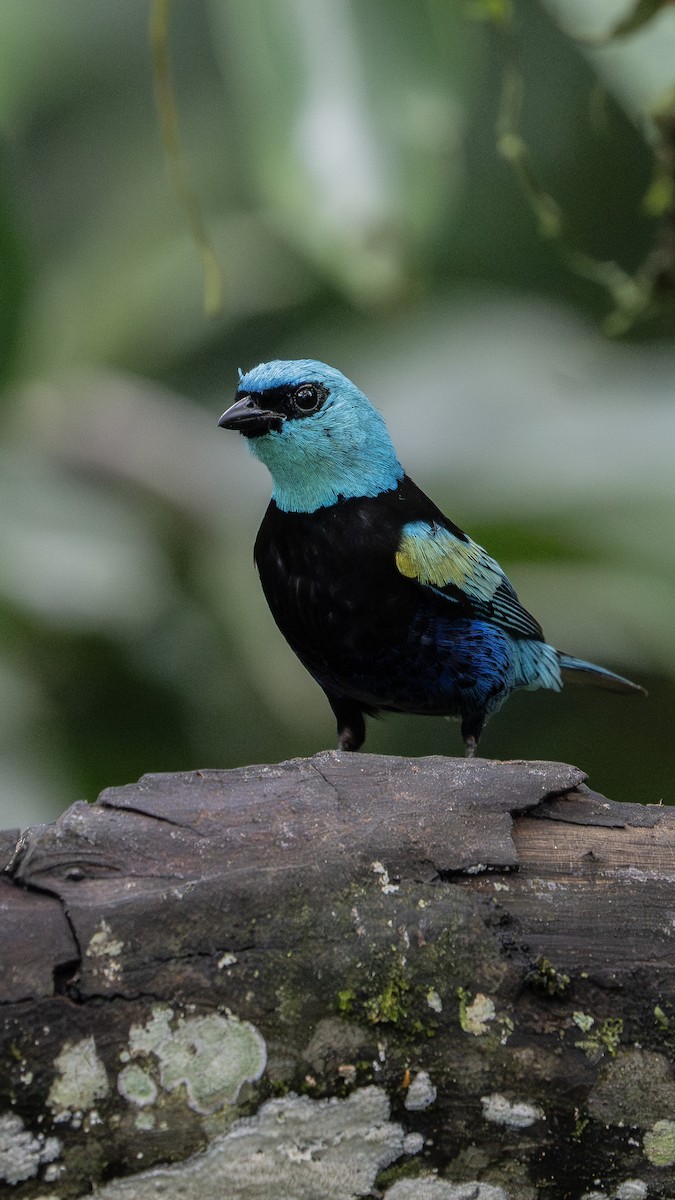 Blue-necked Tanager - ML646974749