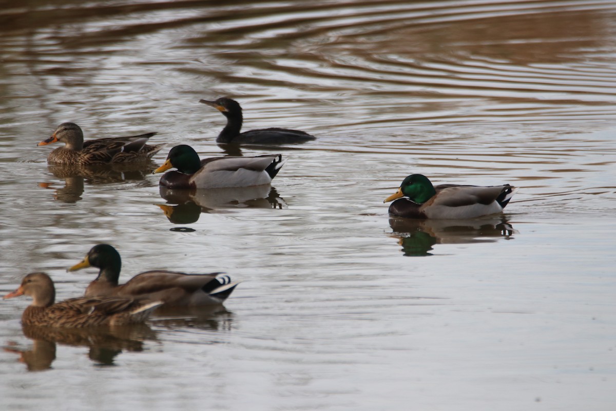 Баклан бразильський - ML646974750