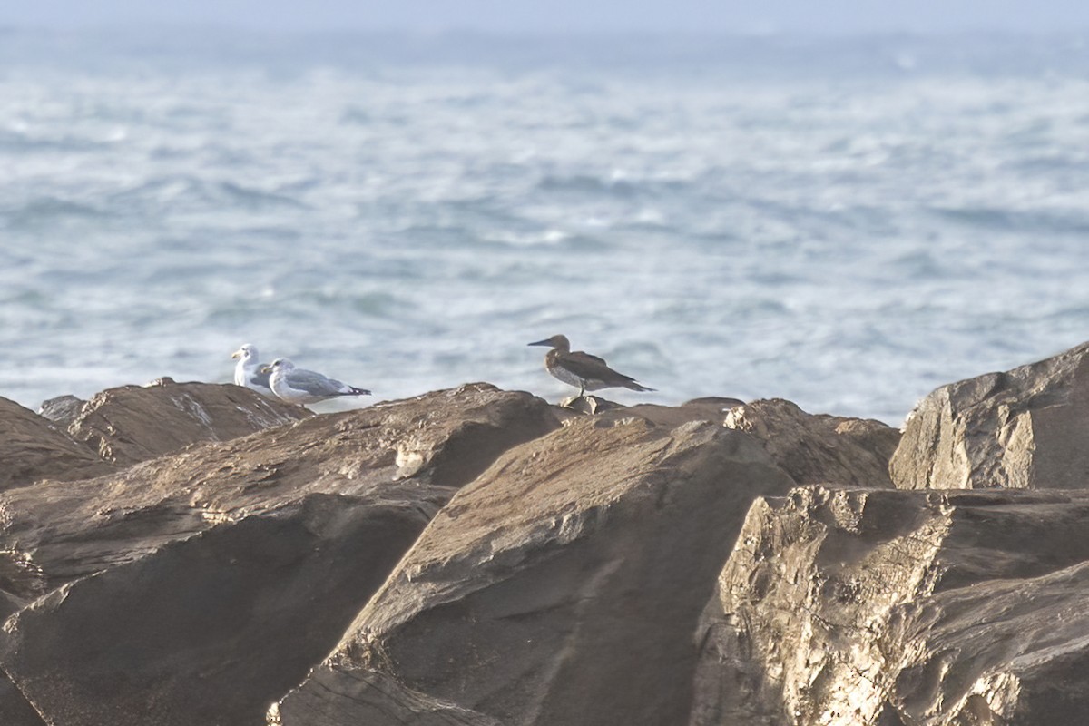 シロガシラカツオドリ - ML646974753