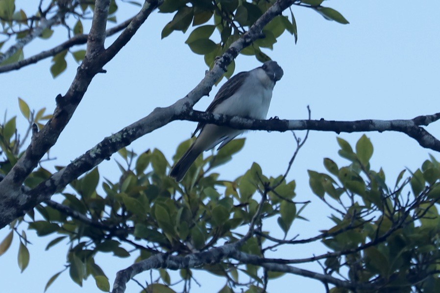 Тиран сірий - ML646974759