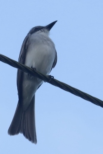 Тиран сірий - ML646974760