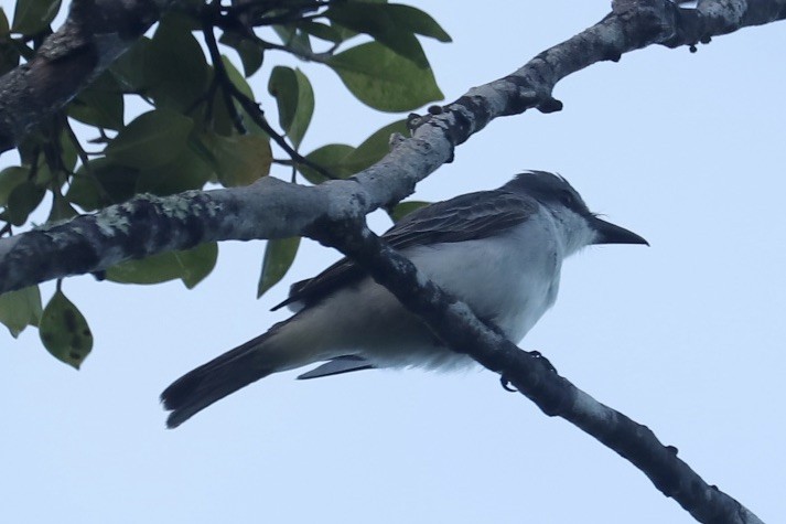 Тиран сірий - ML646974761