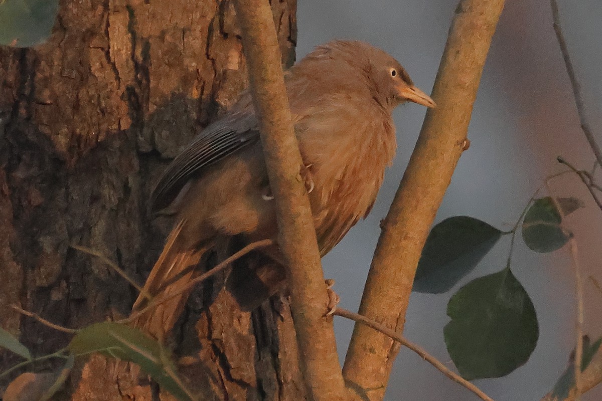 Jungle Babbler - ML646974763