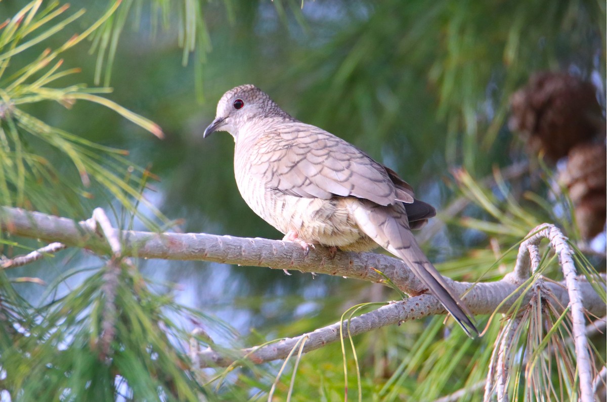 Горличка-інка мексиканська - ML646974765