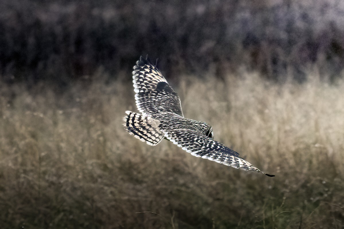 kalous pustovka - ML646974767