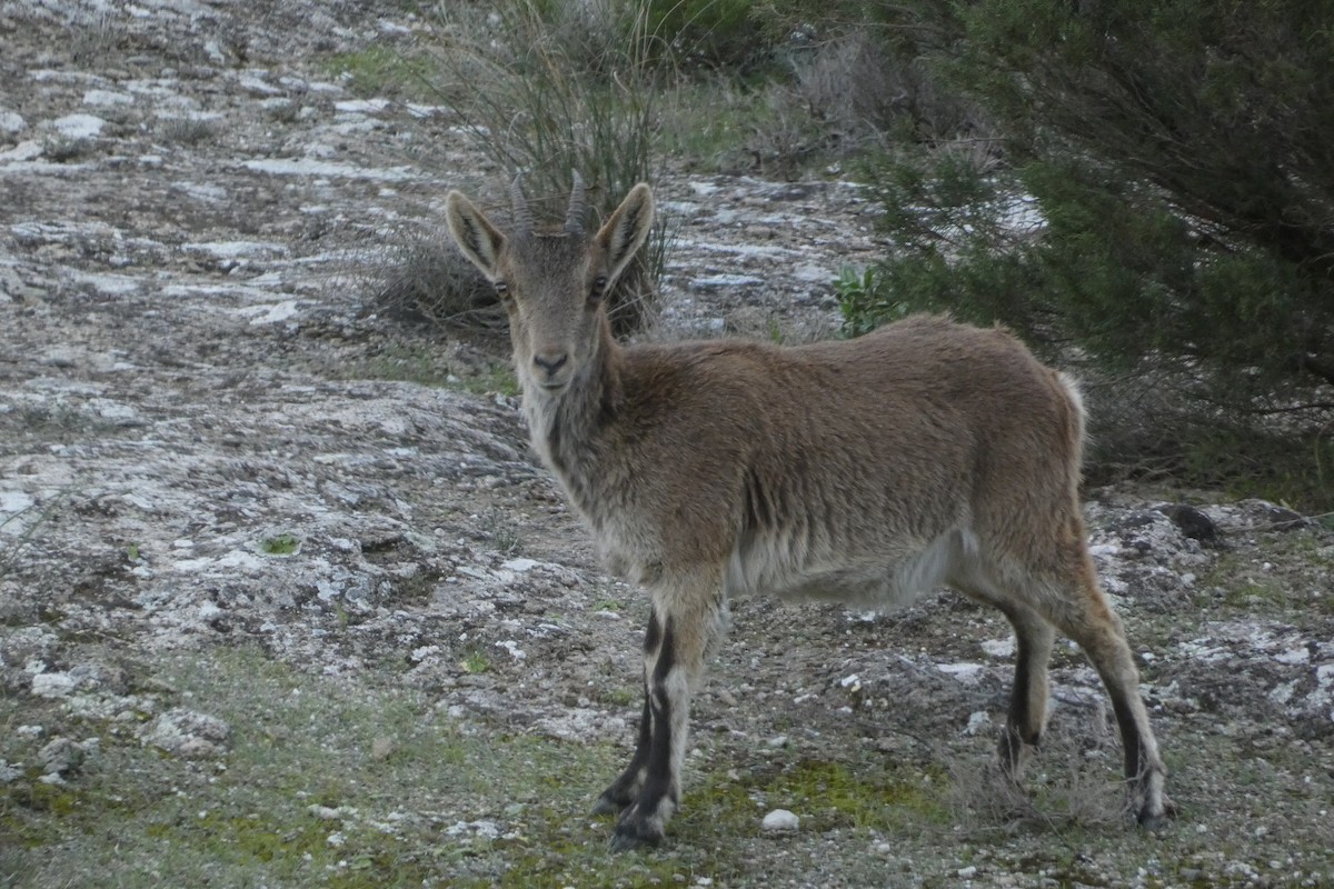 Animals - ML646974768