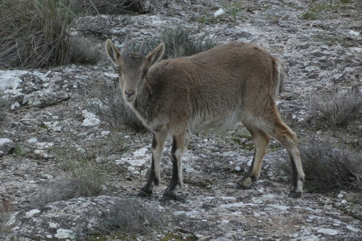 Animals - ML646974769