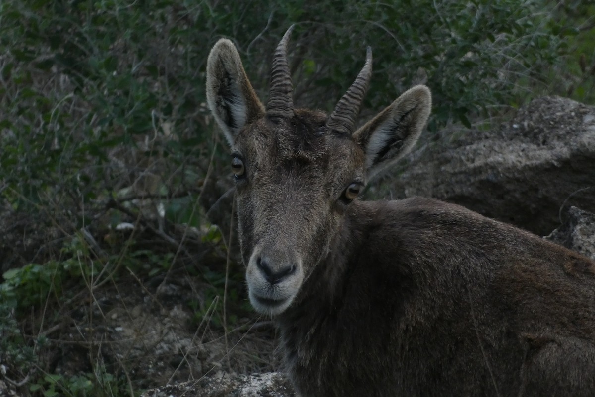 Animals - ML646974770