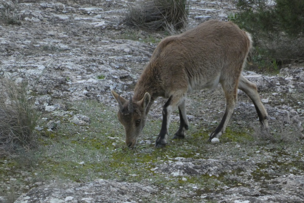 Animals - ML646974771