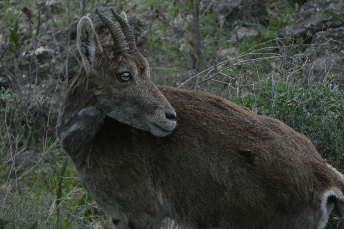 Animals - ML646974772