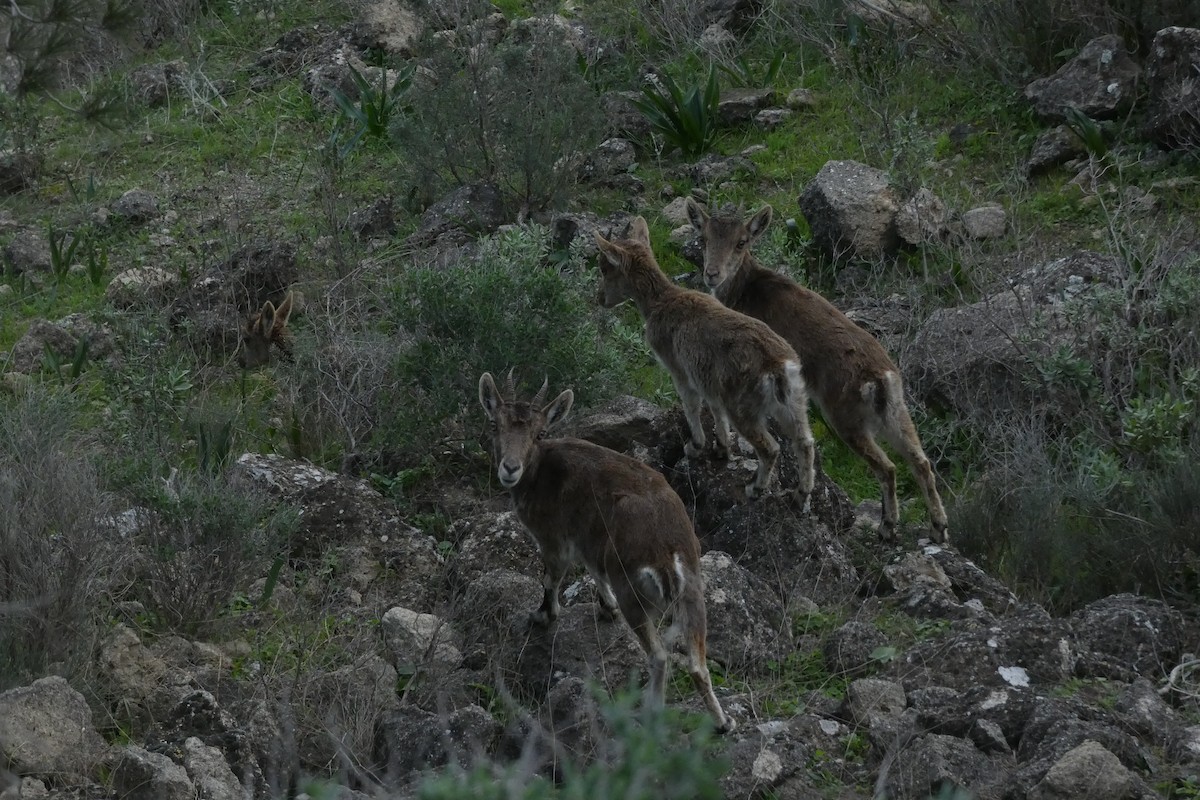 Animals - ML646974773