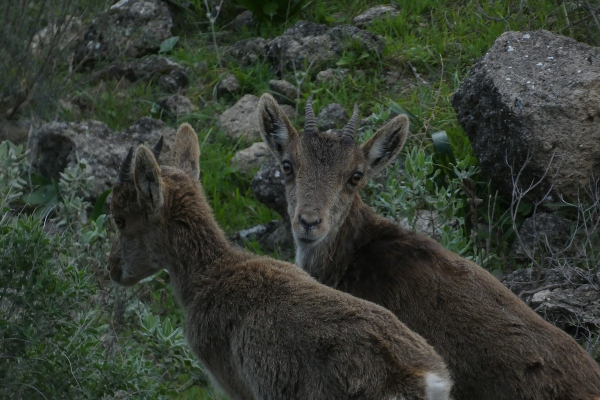 Animals - ML646974774