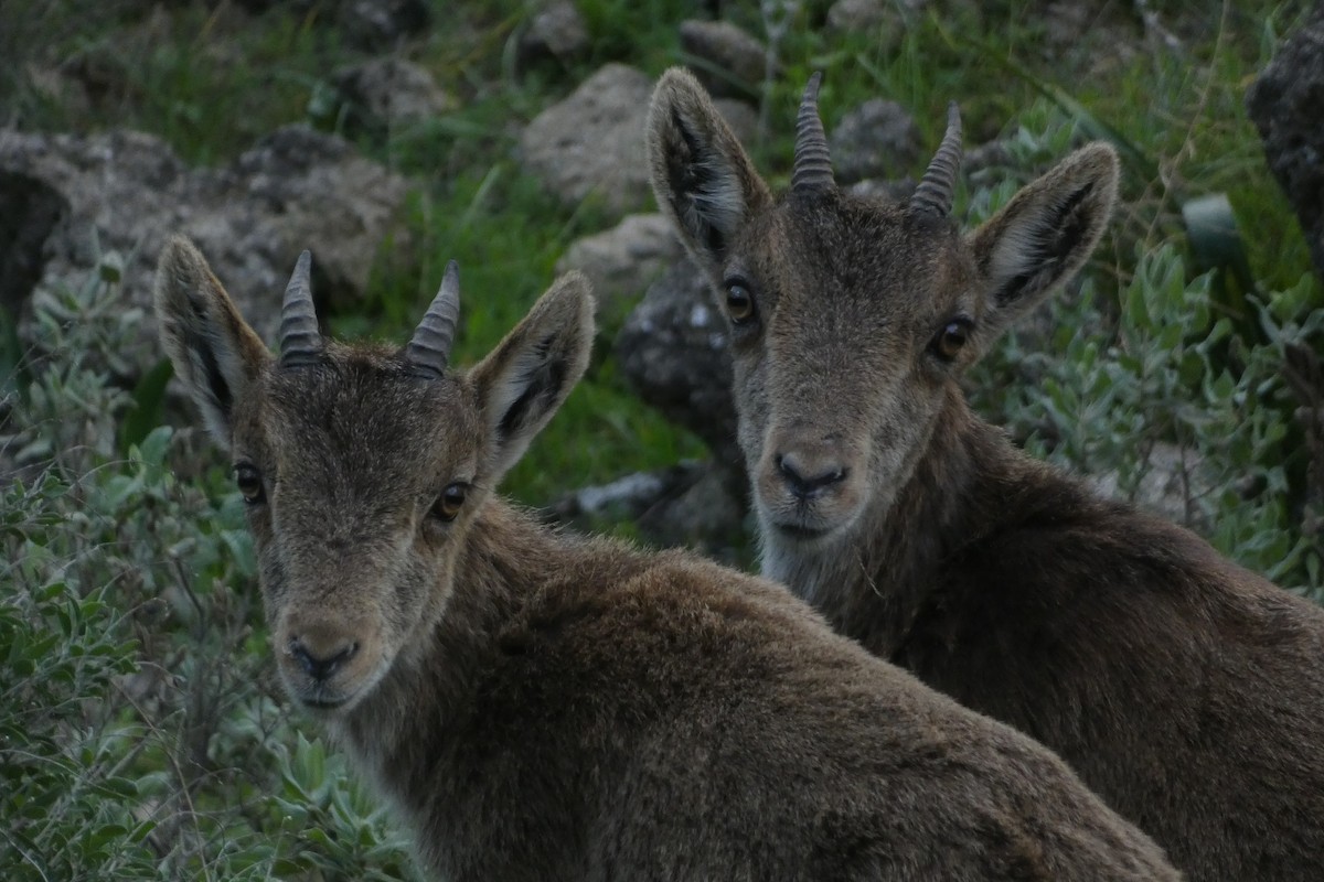 Animals - ML646974775