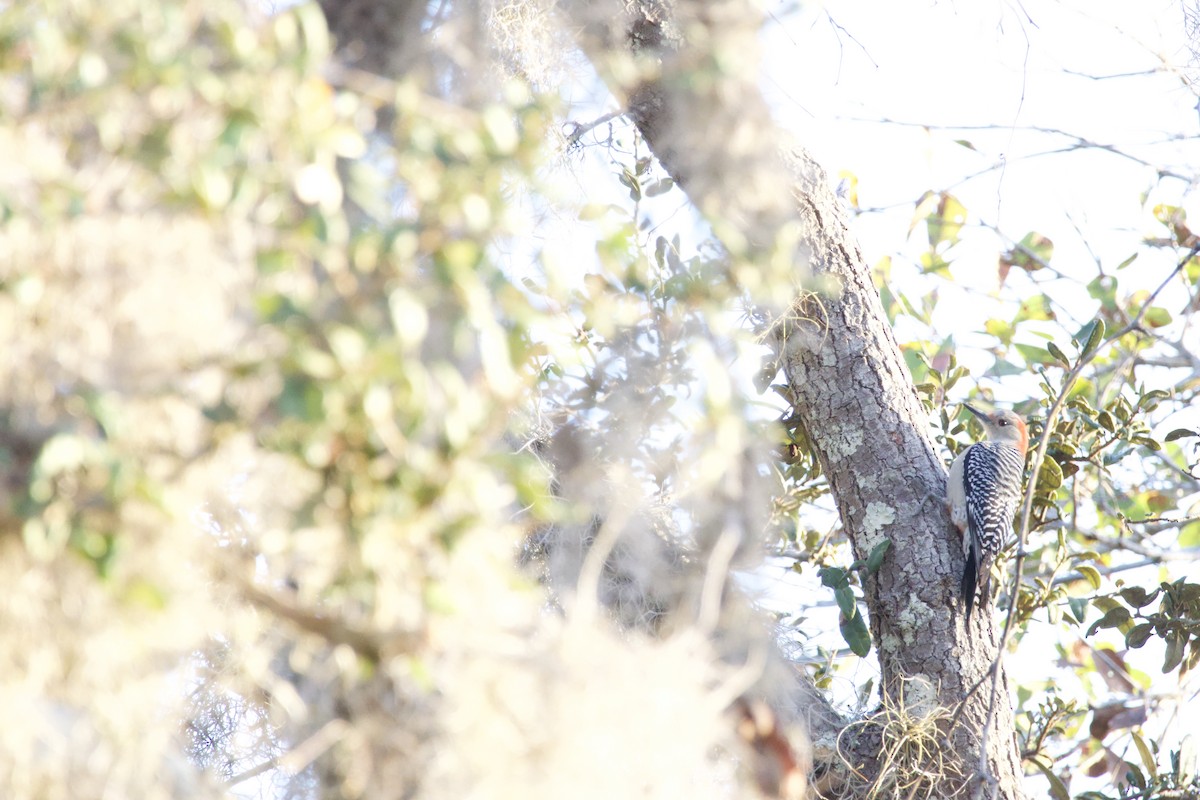 Red-bellied Woodpecker - ML646974776