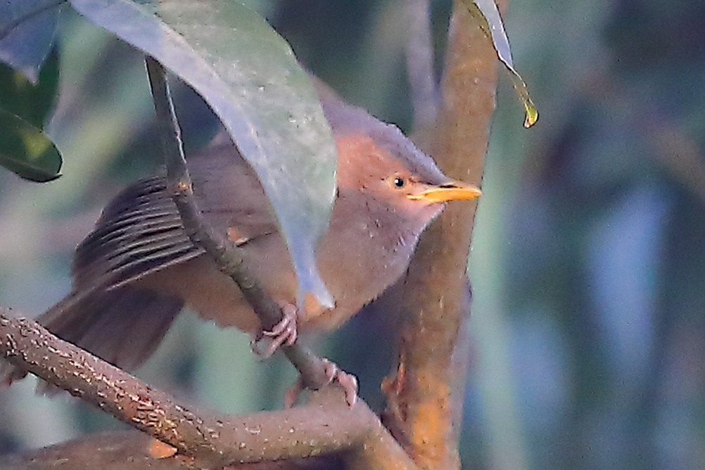 Jungle Babbler - ML646974777