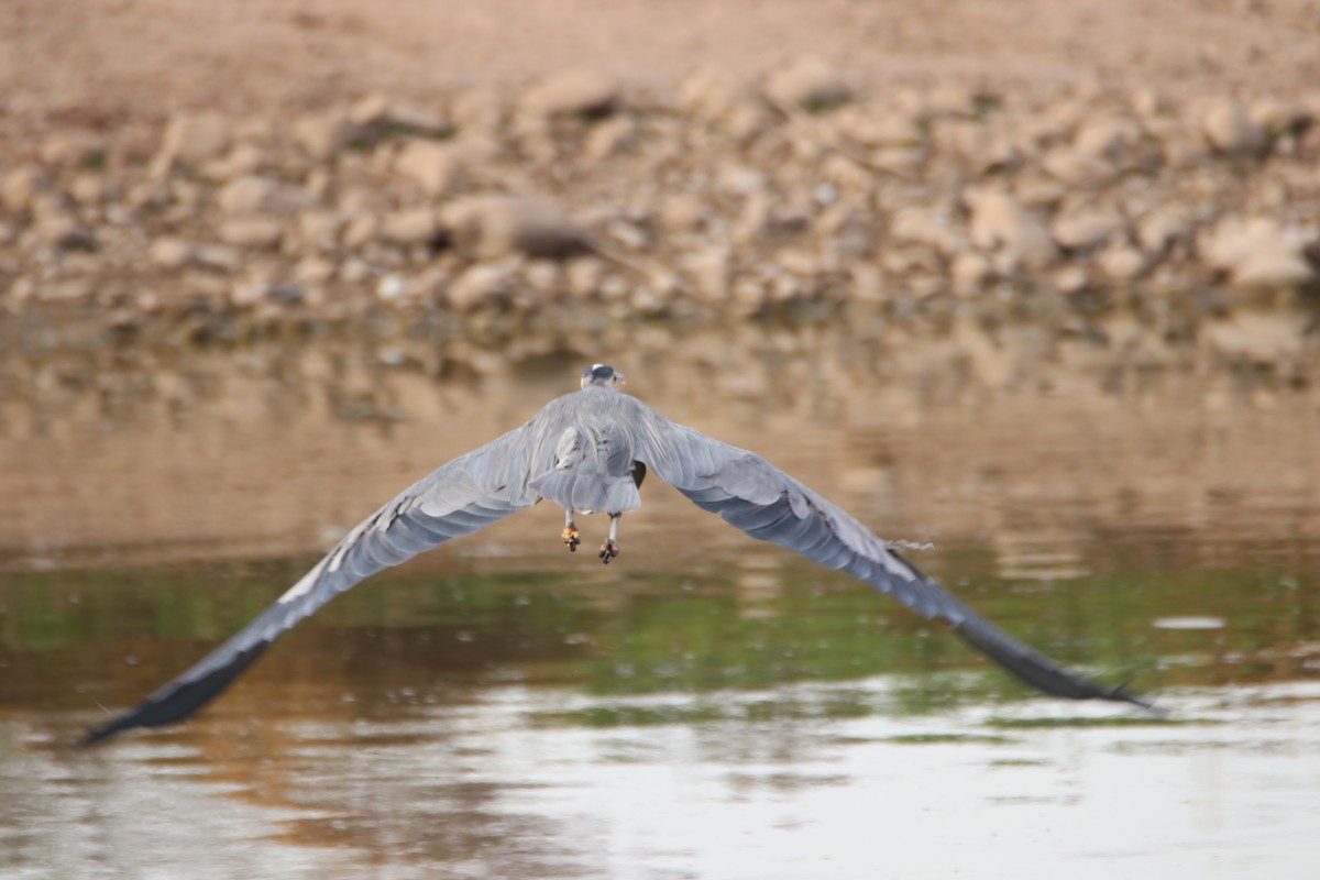 Чапля північна - ML646974782