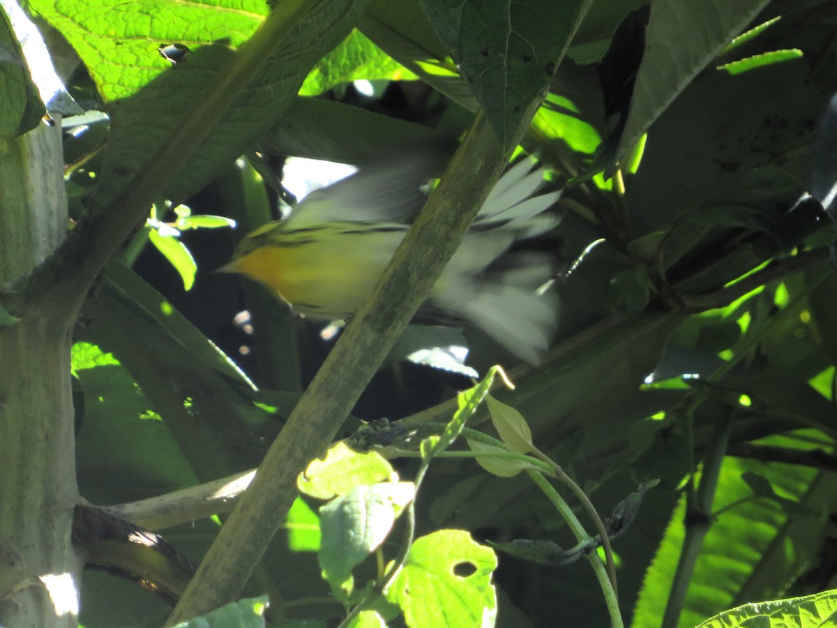 Blackburnian Warbler - ML646974787