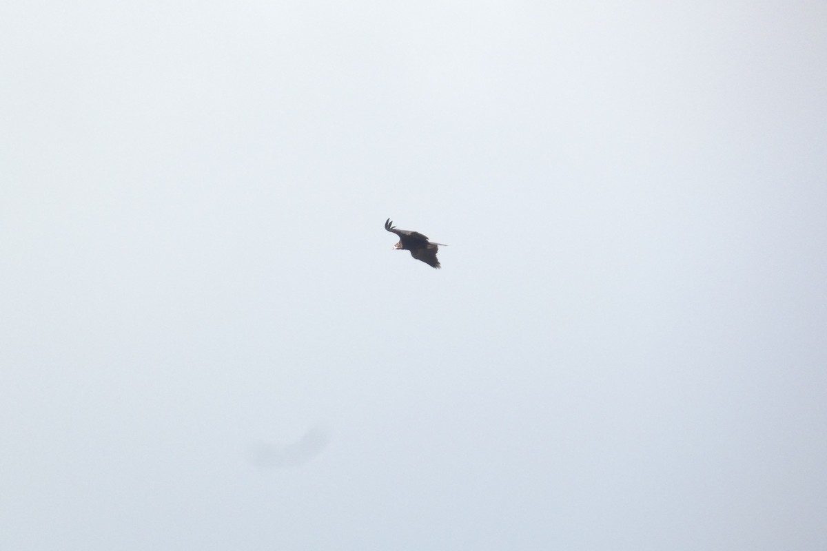 Cinereous Vulture - ML646974788