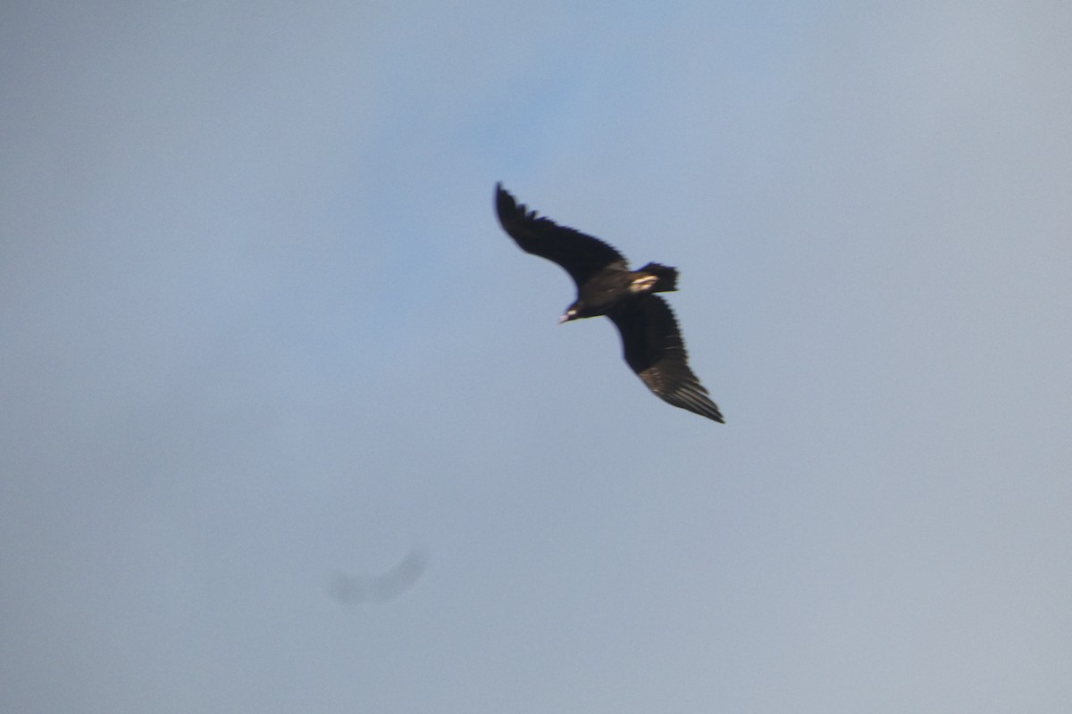 Cinereous Vulture - ML646974789