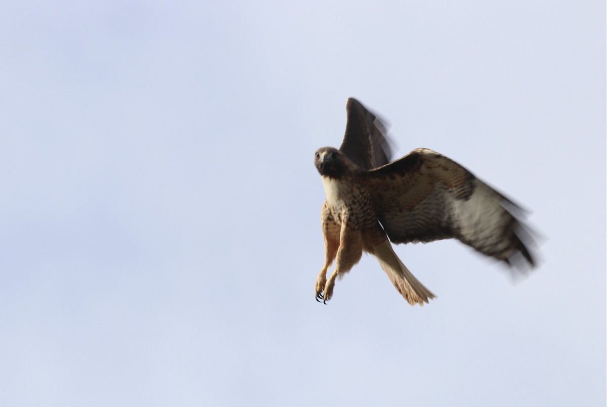 Канюк неоарктичний - ML646974790