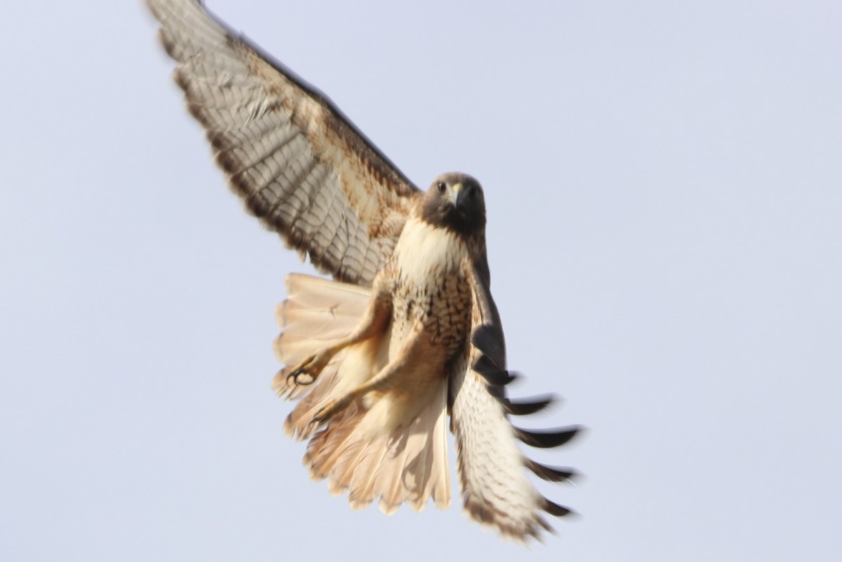 Канюк неоарктичний - ML646974791