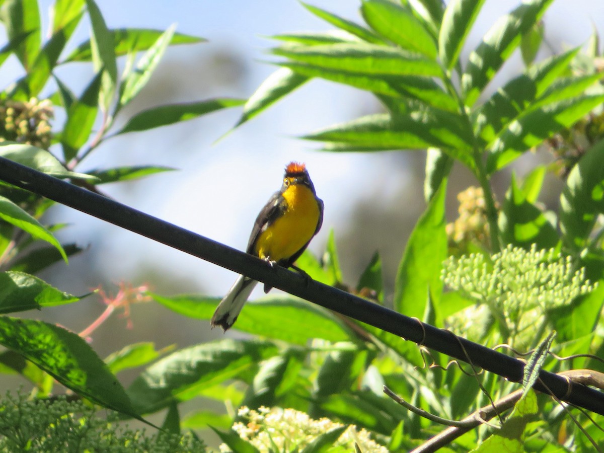Spectacled Redstart - ML646974793
