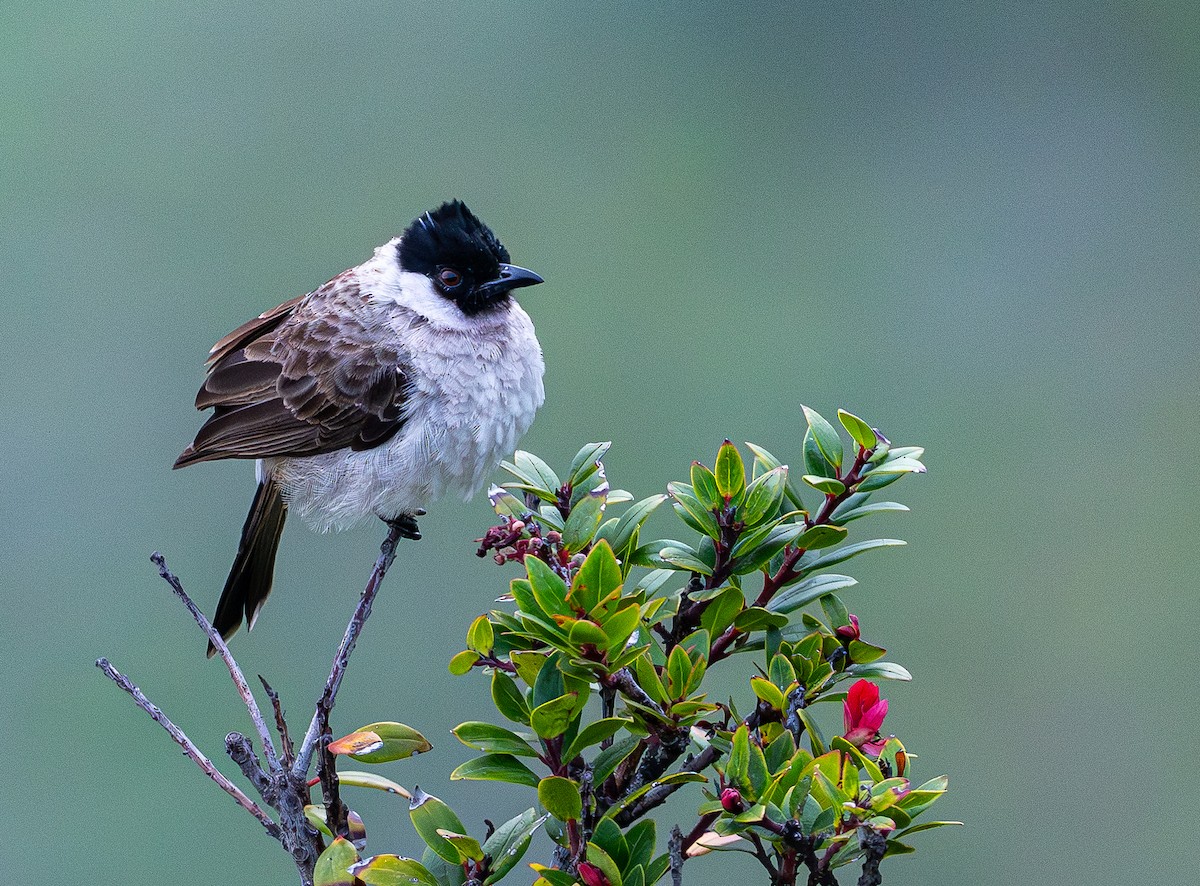 Bulbul urre-ipurdia - ML646974794