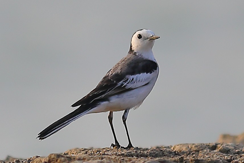 White Wagtail - ML646974795