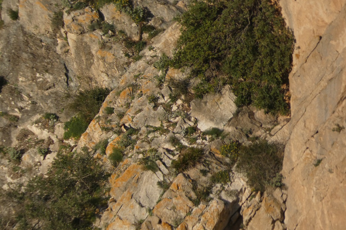 Red-billed Chough - ML646974797